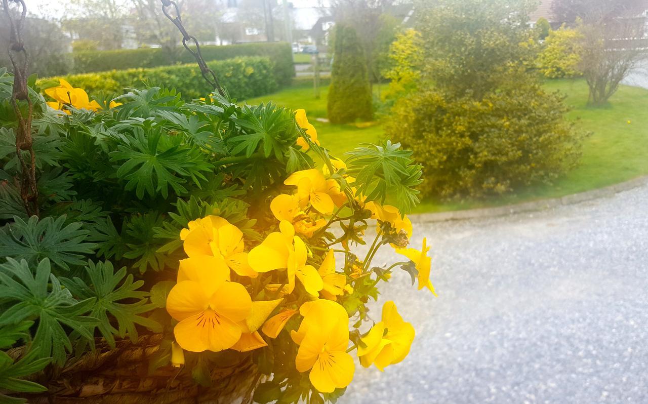Ely House B&B Shannonbridge Eksteriør billede